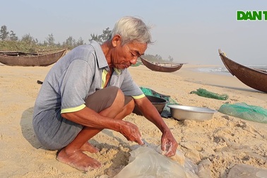 Bắt loài hải sản trong như pha lê, ngư dân thu tiền triệu mỗi ngày