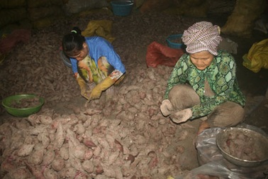 Lệ thuộc thương lái Trung Quốc, sắp thu hoạch khoai, dân lo