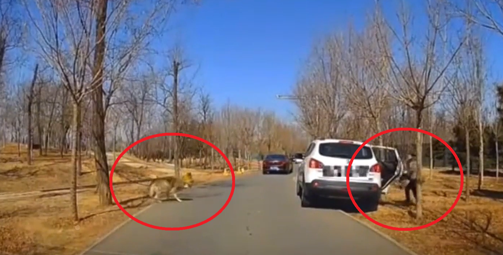 Nữ du khách bị đàn sói bao vây khi ra khỏi xe trong khu bảo tồn động vật