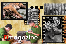 Lộ mặt ông trùm chuyên biến cao chó thành thần dược hổ cốt