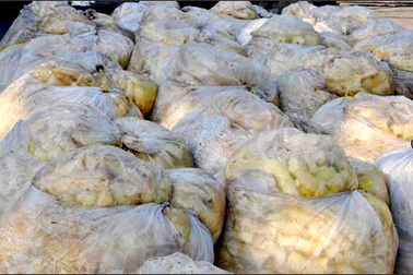 Phát hiện 43 tấn măng ngâm chất độc suốt 2 năm