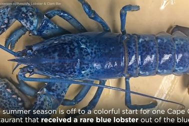 Tôm hùm màu xanh dương cực hiếm thấy