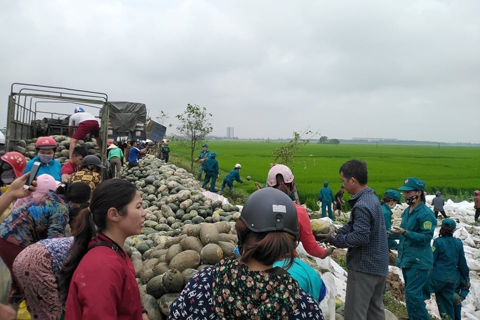 Hàng chục người giải cứu 25 tấn dưa hấu tắm bùn dưới ruộng - 3 Hàng chục người giải cứu 25 tấn dưa hấu tắm bùn dưới ruộng - 3