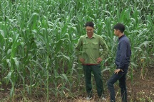 Lấy đất rừng phòng hộ để sản xuất, người dân “đòi” tiền hỗ trợ, đền bù?