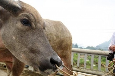 Khám phá "sàn giao dịch" trâu lớn nhất Tây Bắc