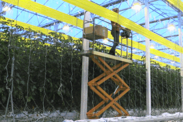 Nhà kính siêu hiện đại, rộng bằng 3 sân bóng đá trên sân thượng