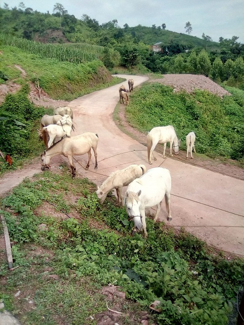 Thủ phủ nuôi ngựa lớn nhất Việt Nam với hơn 1.200 con bạch mã thuần chủng - 5 Thủ phủ nuôi ngựa lớn nhất Việt Nam với hơn 1.200 con bạch mã thuần chủng - 5