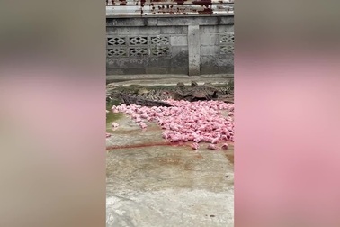 Xem công nhân mang đồ ăn cho đàn cá sấu đói 10.000 con lao tới xâu xé