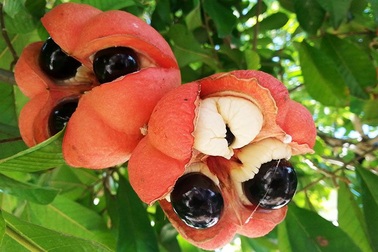 Thứ quả lạ trông ngon lành nhưng không biết ăn sẽ tử vong trong 24 giờ