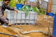 Rắn hổ mang điên cuồng tấn công chuyên gia bắt rắn