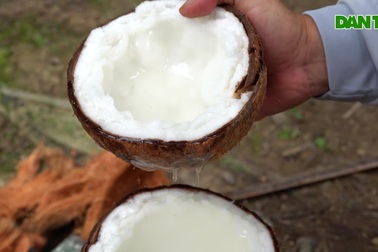 Trồng dừa sáp cấy phôi, thành công trăm phần trăm, 8X thu lãi khủng