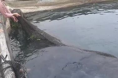 Nuôi cá rô phi khủng, Tết bắt lên bán giá gần 500 ngàn/con