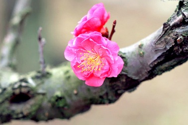 Nghỉ tết âm lịch 2017: Tranh luận gay gắt việc nghỉ 7 hay 10 ngày