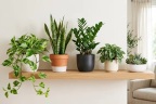 5 cây cảnh mini lý tưởng cho căn hộ và bàn làm việc nhỏ