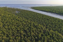 Rừng ngập mặn tươi đẹp ở biển Thái Thụy, Thái Bình