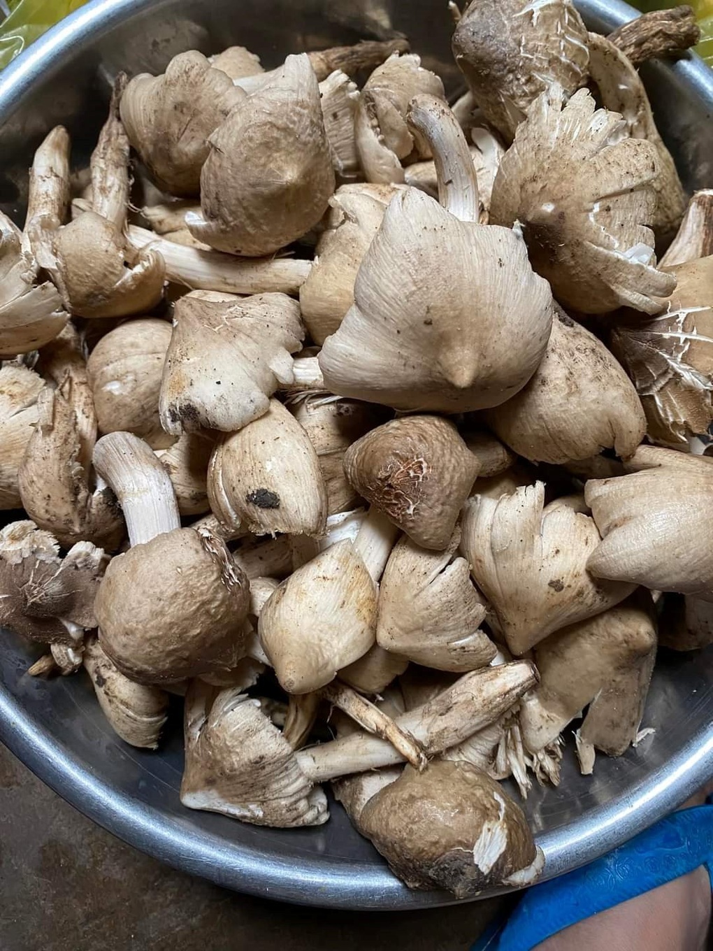 Rủ nhau thức canh lộc đất, nếu trúng ổ 1 tiếng kiếm 5 triệu đồng - 1 Rủ nhau thức canh lộc đất, nếu trúng ổ 1 tiếng kiếm 5 triệu đồng - 1