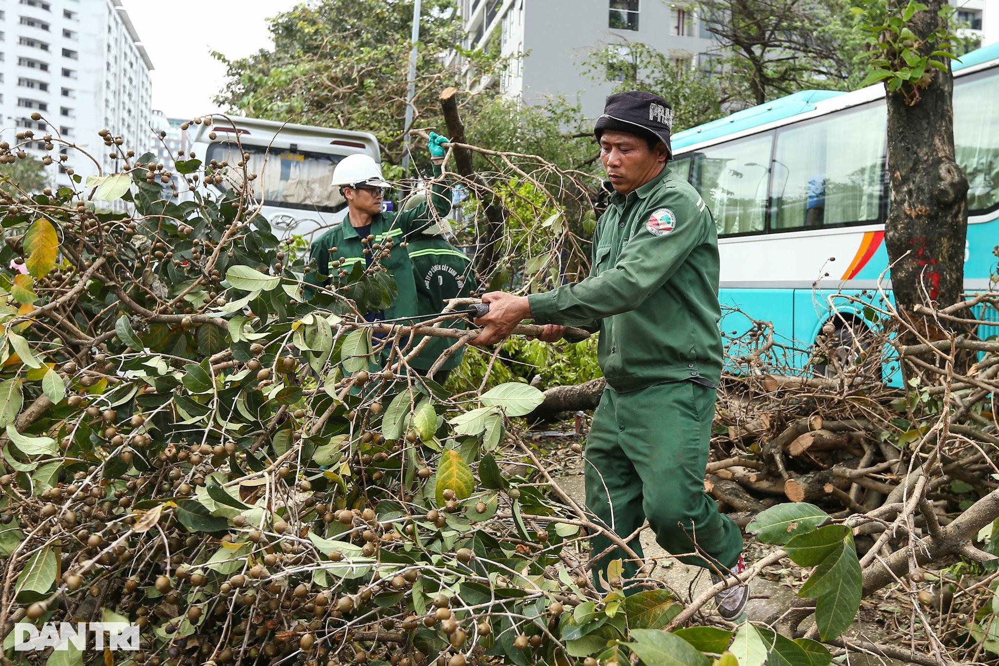 Người nước ngoài chung tay cùng Hà Nội dọn cây đổ sau bão Yagi - 17