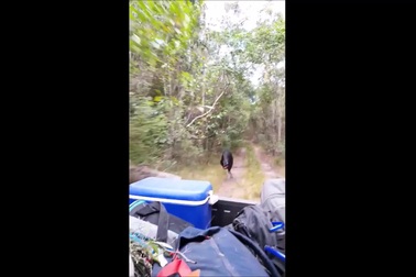 Cảm giác bị loài chim nguy hiểm nhất thế giới rượt đuổi sẽ như thế nào?