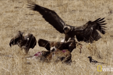 Hàng trăm con kền kền "xâm chiếm" thị trấn, phun ra mùi như xác chết thối