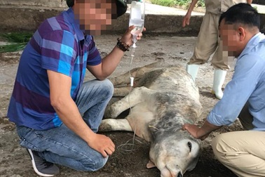 Cả trăm công nhân "siêu dự án bò" chờ công ty bán... chuối mới có lương!