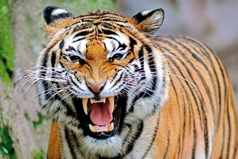 Số lượng cá thể hổ trong tự nhiên tăng mạnh kéo theo nhiều vụ đụng độ giữa hổ và con người tại Ấn Độ (Ảnh minh họa: Getty).