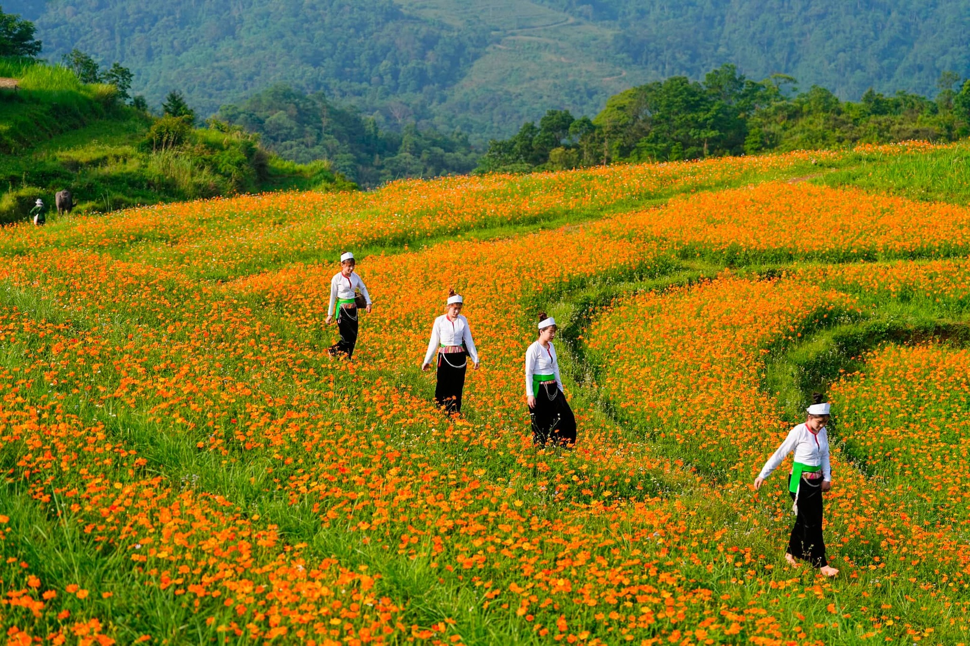 Ngọn đồi ngập tràn hoa cánh bướm đẹp thơ mộng như phim gây sốt ở Hòa Bình - 5 Ngọn đồi ngập tràn hoa cánh bướm đẹp thơ mộng như phim gây sốt ở Hòa Bình - 5