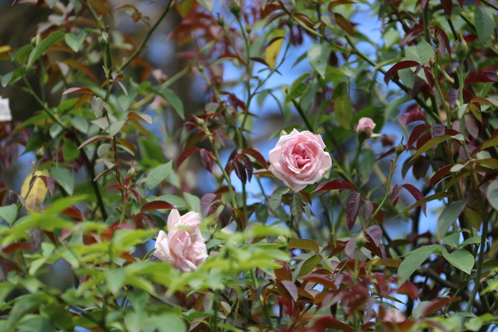 Đặc sản cam Canh vượt hơn 1.800km vào miền Tây chưng Tết - 7