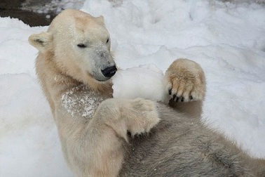 Công việc lạnh nhất hành tinh: Gặp gỡ chuyên gia gấu Bắc Cực