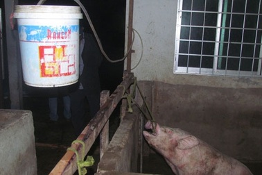 Kinh hoàng trộn đất, đá, hóa chất vào thực phẩm kiếm lời