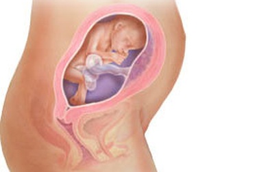 Thai 25 tuần tuổi 