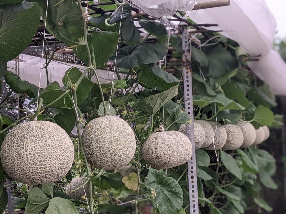 Kiến trúc sư lột xác sân thượng cũ bằng khu vườn sum suê giữa TPHCM - 8