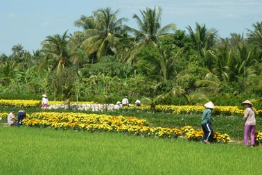 Đến xứ dừa ngắm hoa kiểng ngay Tết