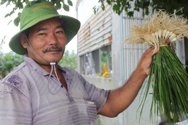 Giá kiệu Tết tăng cao, nông dân phấn khởi thu lãi tiền triệu mỗi sào