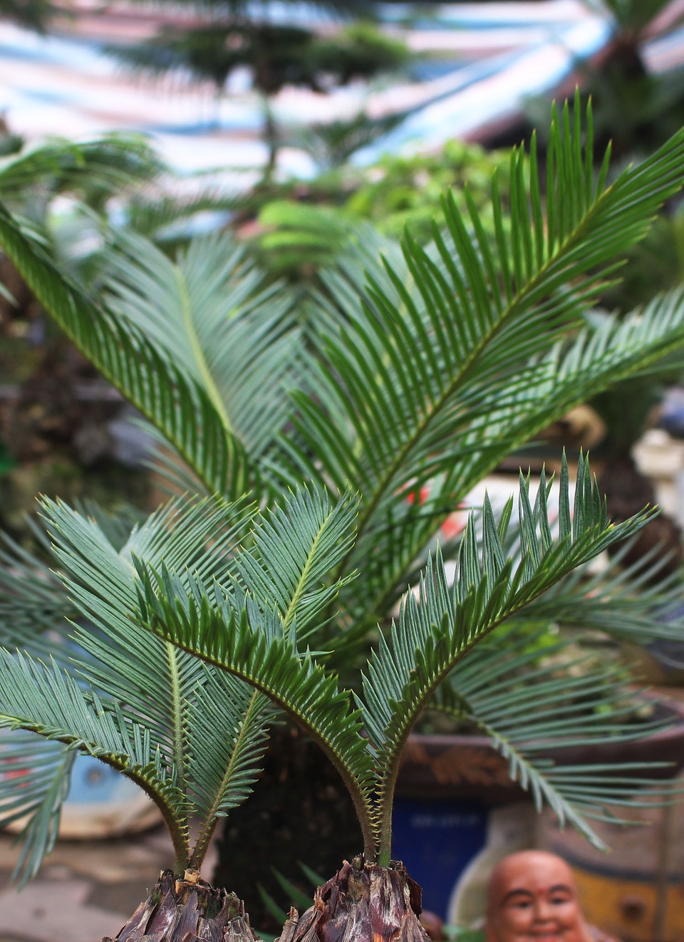 Chán mai, ngán đào, nhiều thượng đế săn lùng mua vạn tuế bonsai chơi Tết - 5 Chán mai, ngán đào, nhiều thượng đế săn lùng mua vạn tuế bonsai chơi Tết - 5