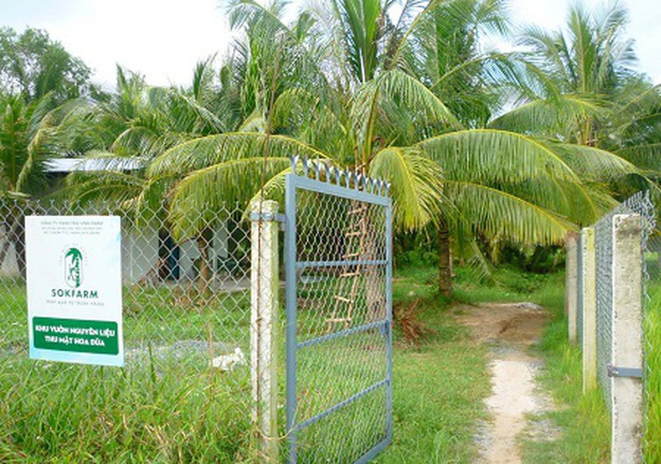 Trồng dừa chưa kịp ra trái đã hái được khối tiền ở Trà Vinh - 1 Trồng dừa chưa kịp ra trái đã hái được khối tiền ở Trà Vinh - 1