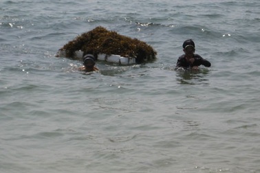 Cứ nghỉ học lại lặn biển vớt rong