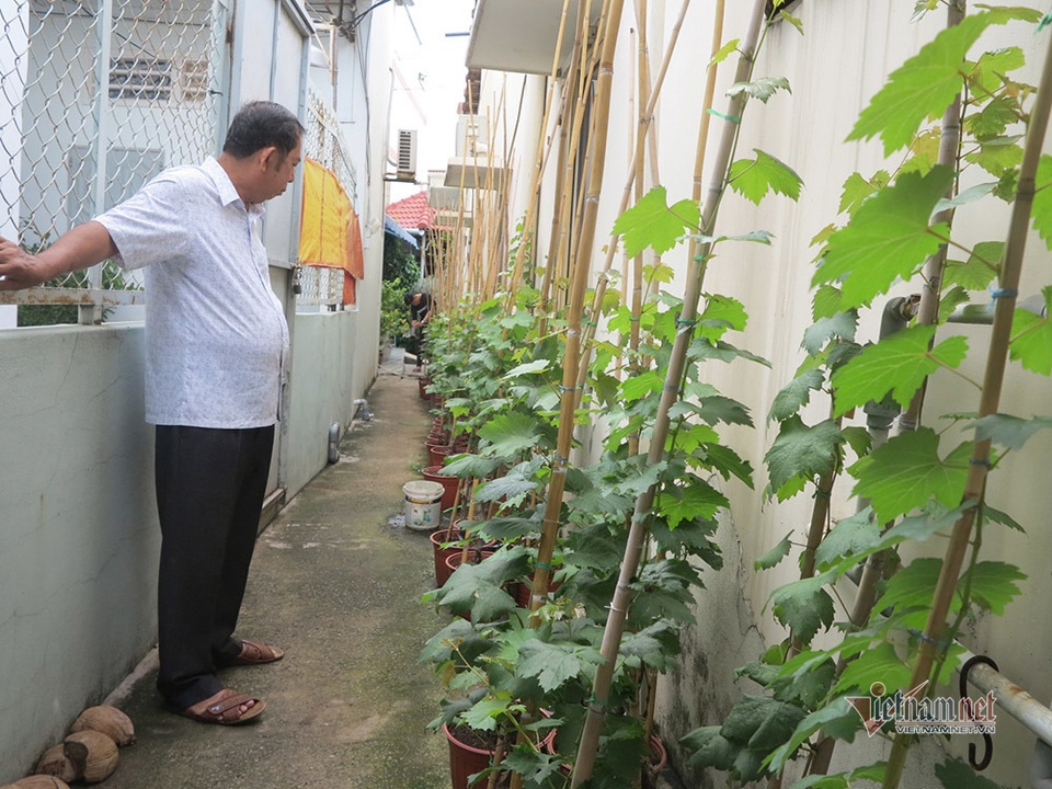 Từ gốc nho bạn tặng, nông dân Sài Gòn thu 500 triệu đồng/năm - 7