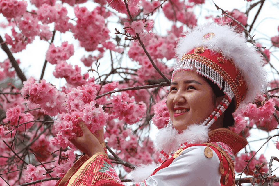 700.000 cây anh đào nở hoa đồng loạt giữa thời điểm dịch bệnh hoành hành - 2 700.000 cây anh đào nở hoa đồng loạt giữa thời điểm dịch bệnh hoành hành - 2