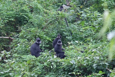 Bảo vệ loài voọc đen gáy trắng quý hiếm trên 6 khối núi đá vôi ở Quảng Bình