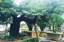 Đại gia Hà thành chi 800 triệu mua cây khế 100 tuổi