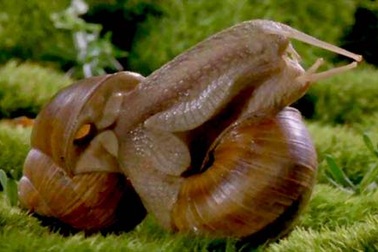 Ăn ốc sên “chữa bệnh”, mắc thêm viêm màng não