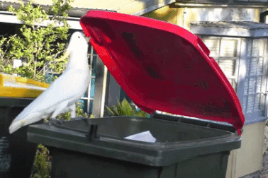 Xem cách loài vẹt tiến hóa để cạy nắp thùng rác cực điêu luyện