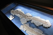 Loài cá cổ đại hé lộ thông tin về sự tiến hóa của bàn tay con người