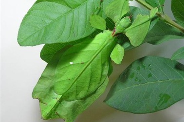 Kinh ngạc xem “chiếc lá”… biết đi