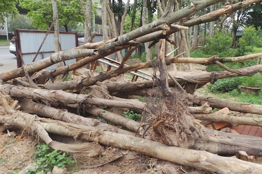 Hà Nội thay thế hàng sấu chết khô trên đường Phạm Hùng