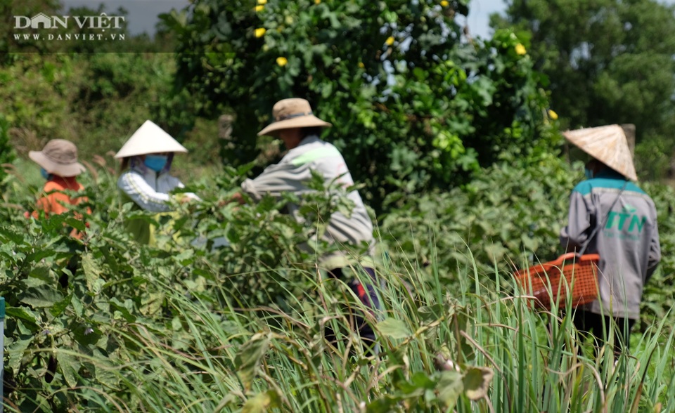 Vườn chanh Thái trồng chỉ để bán lá thu tiền tỷ của anh nông dân ở Đồng Nai - 8 Vườn chanh Thái trồng chỉ để bán lá thu tiền tỷ của anh nông dân ở Đồng Nai - 8