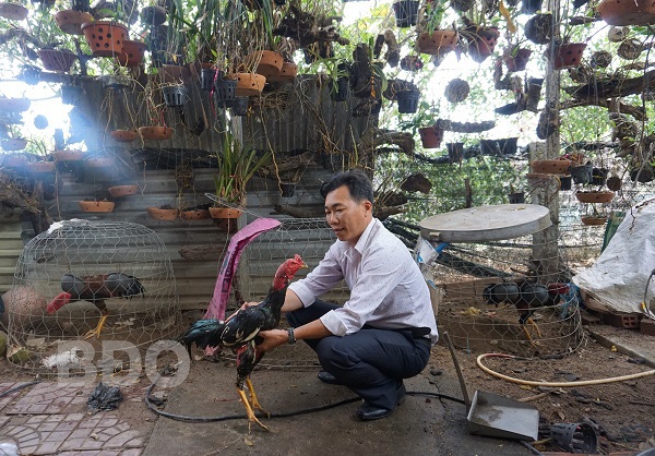 Làm giàu khác người: Lãi 20 triệu đồng/tháng nhờ ham đá gà từ nhỏ - 1