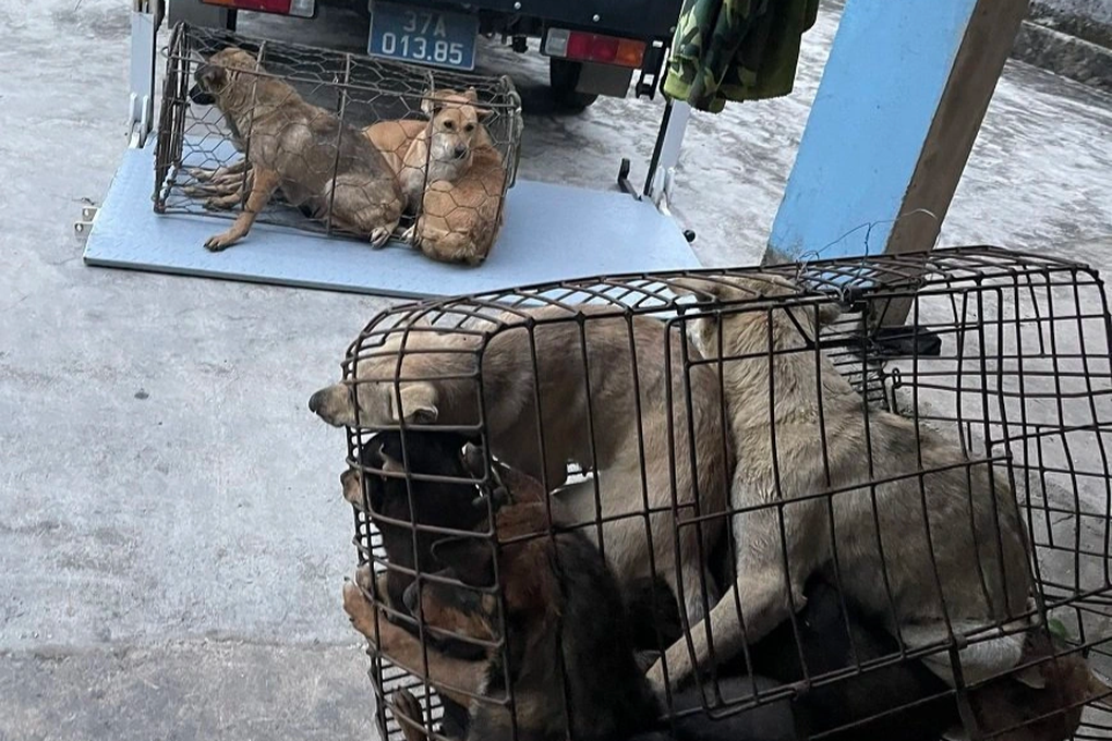 Tóm gọn ổ nhóm trộm chó chuyên dùng hung khí để chống trả - 2 Tóm gọn ổ nhóm trộm chó chuyên dùng hung khí để chống trả - 2