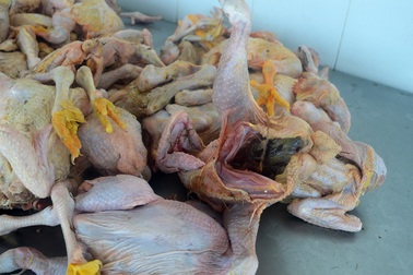 Hàng trăm con gà bốc mùi, rỉ nước “ngụy trang” trong xe khách