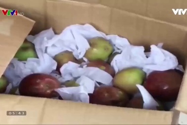 Không có táo đá Hà Giang, chỉ có táo Trung Quốc